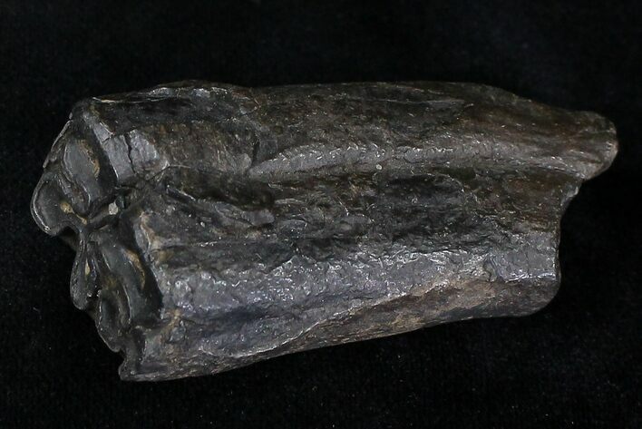 Pleistocene Aged Fossil Horse Tooth - Florida #21846
